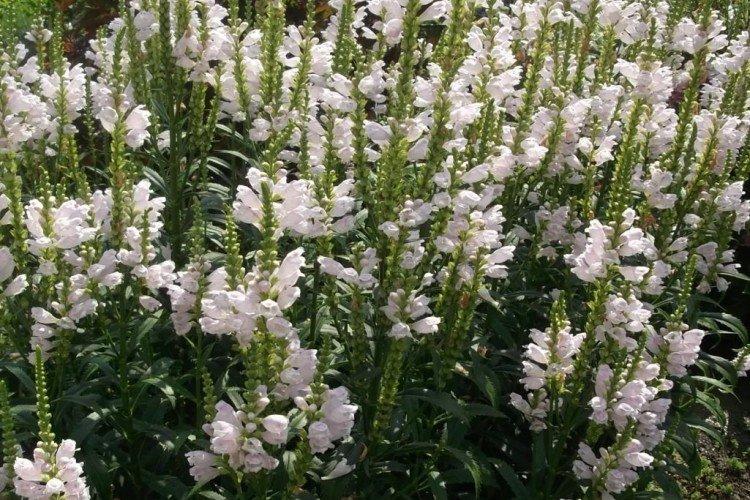 Физостегия – фото