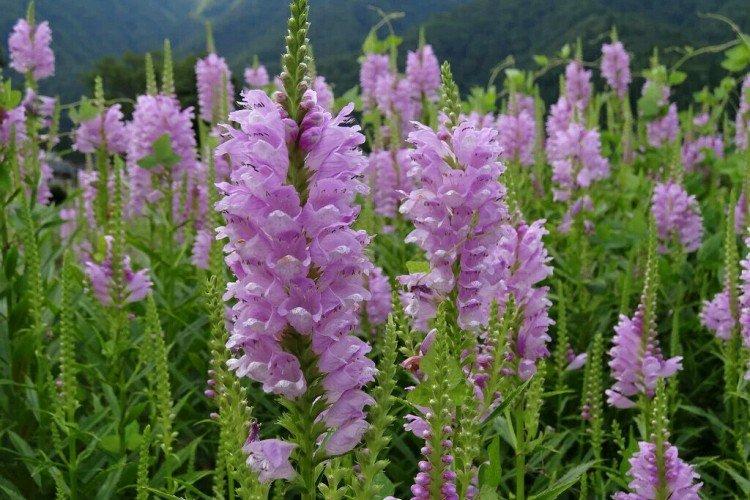 Физостегия – фото