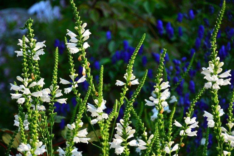 Физостегия – фото