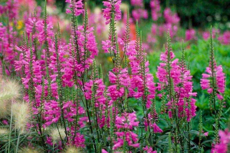 Физостегия – фото