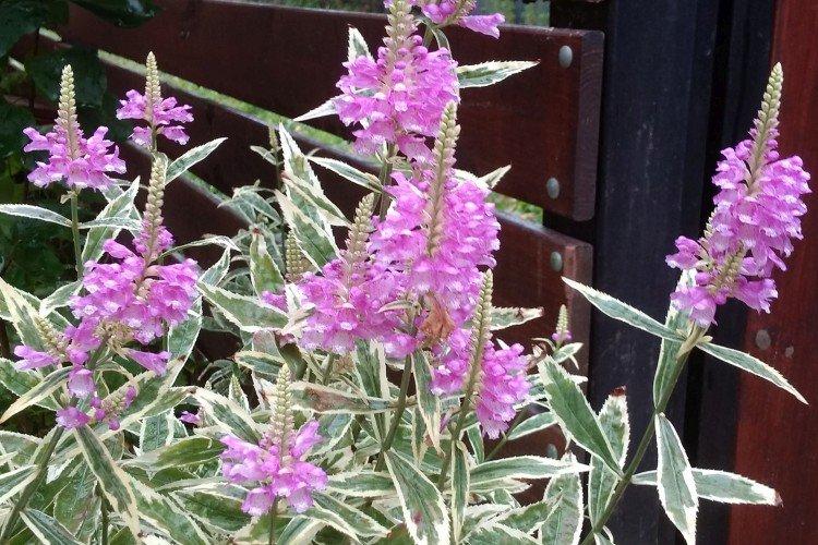 Физостегия Вариегата