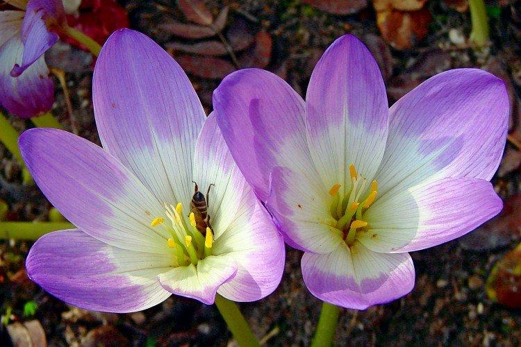 Удобрения и подкормка