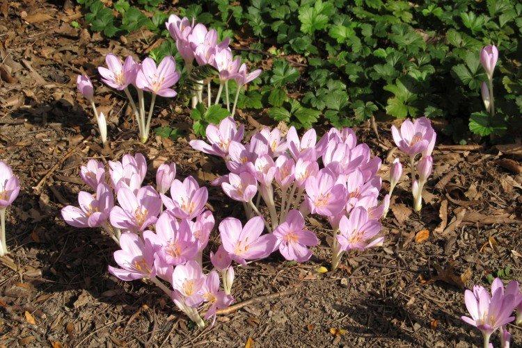 Посадка и размножение безвременника