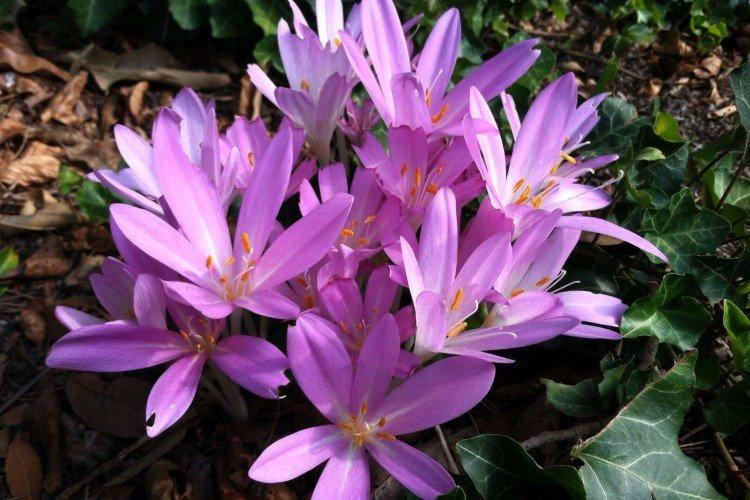 Борьба с вредителями и болезнями