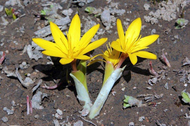 Безвременник – фото