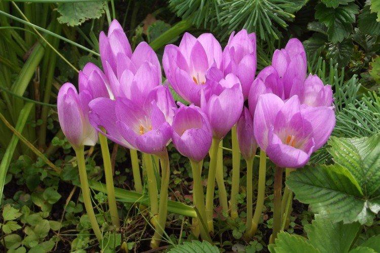 Безвременник – фото