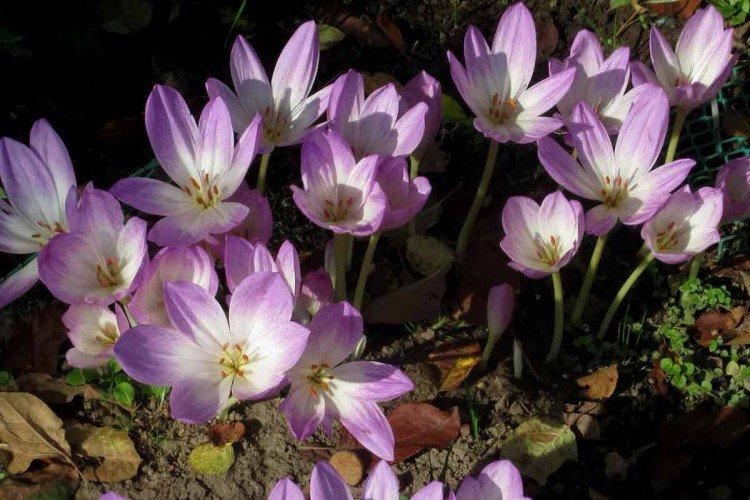 Безвременник – фото