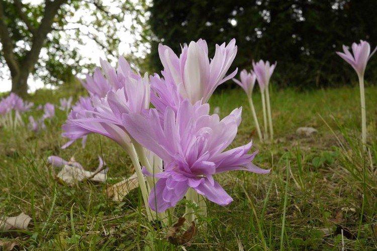 Безвременник – фото