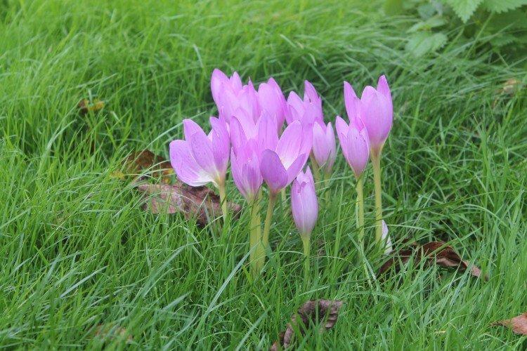 Безвременник – фото