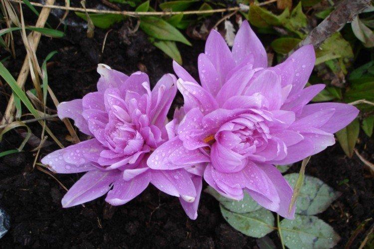 Безвременник – фото