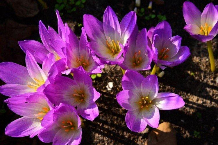 Безвременник – фото