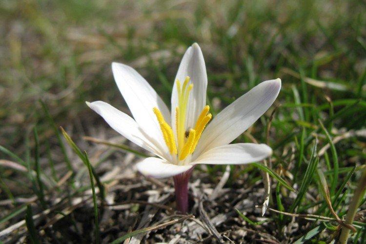 Безвременник – фото