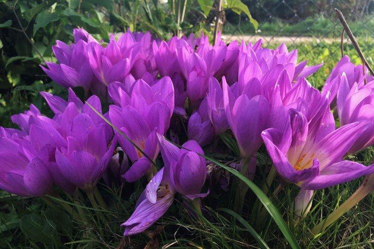 Безвременник – фото