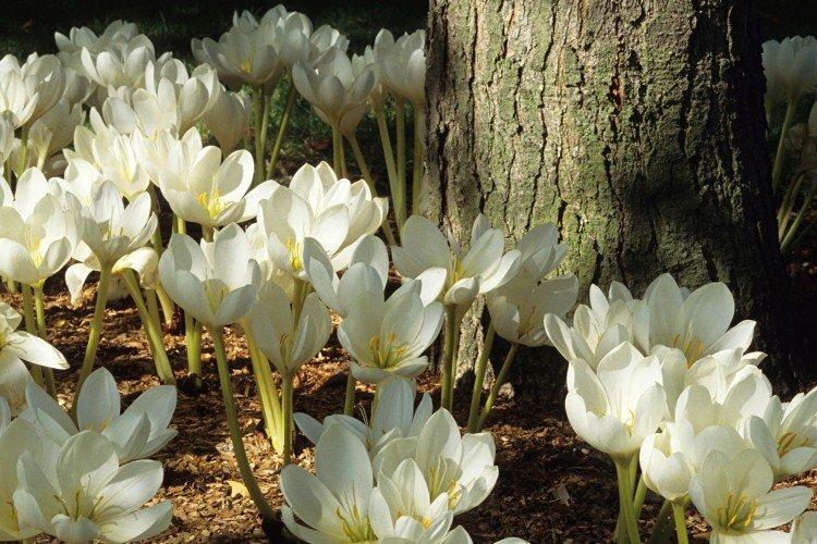 Безвременник – фото