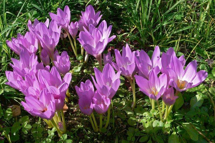 Безвременник – фото