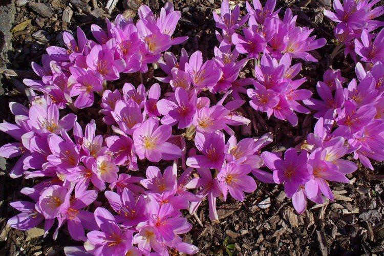 Безвременник – фото