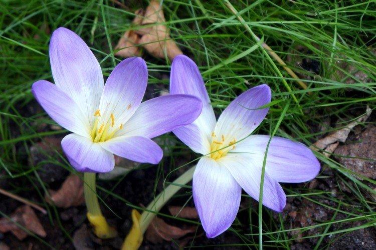 Безвременник – фото