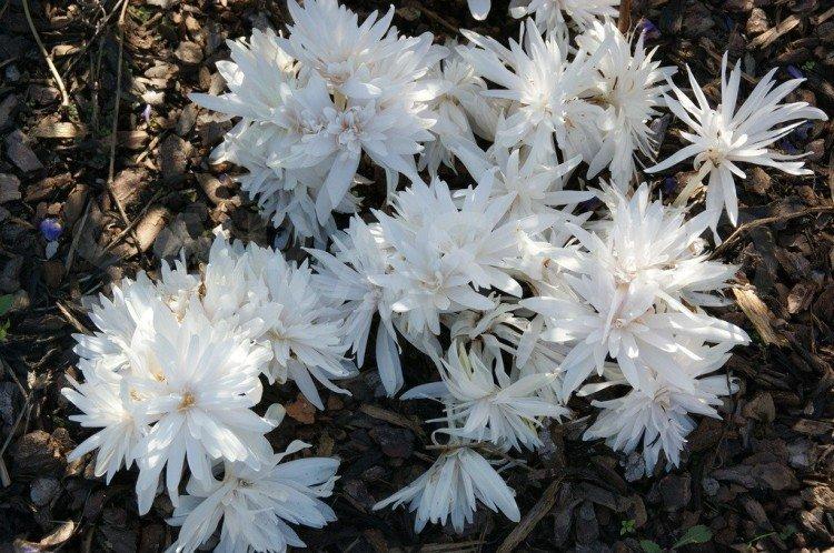 Безвременник – фото