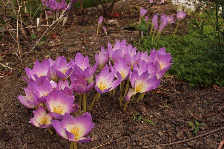 Безвременник – фото