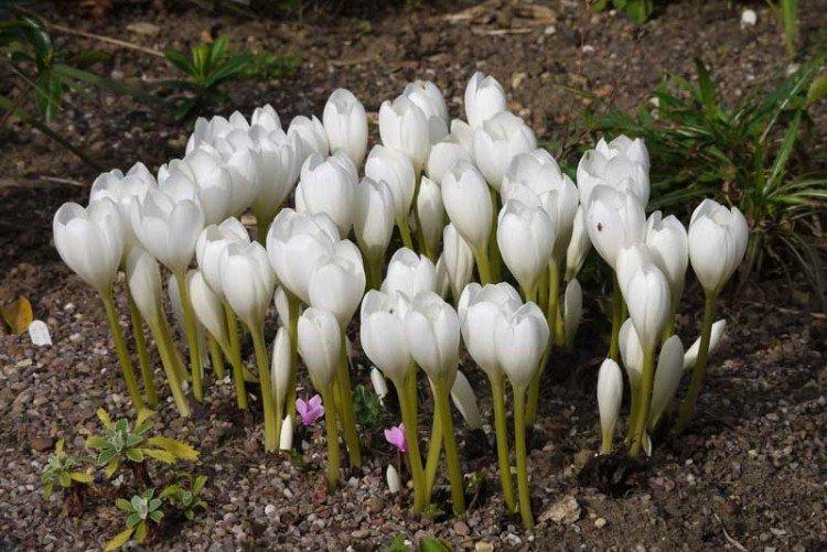 Безвременник – фото