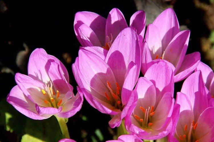 Великолепный безвременник