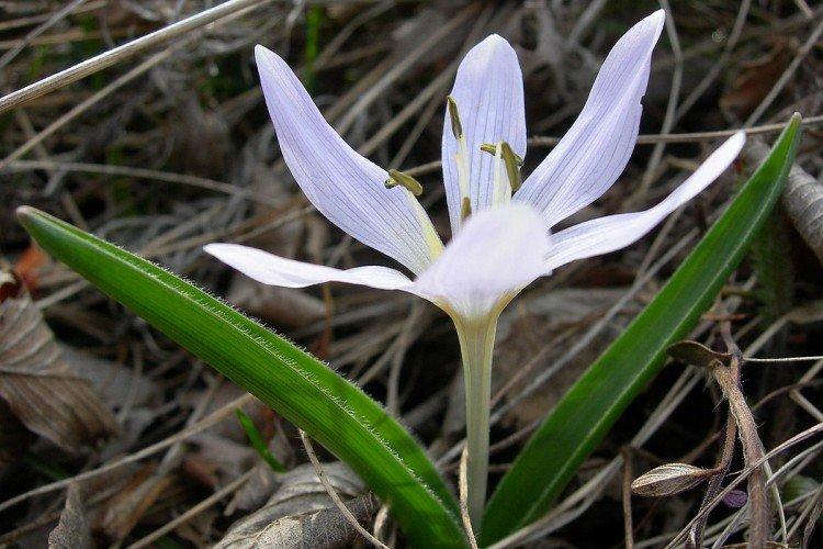 Венгерский безвременник