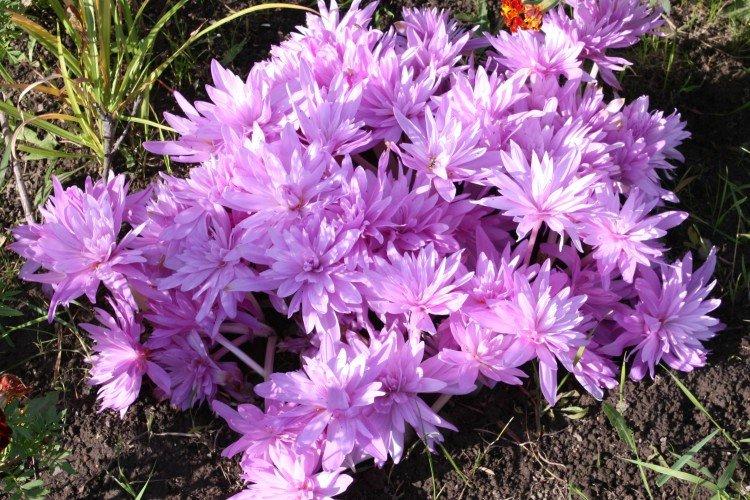 Махровый безвременник