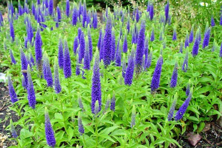 Цветок вероника (50 фото): виды, уход и посадка в открытом грунте