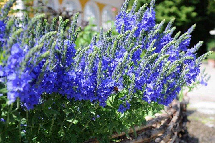 Удобрения и подкормка