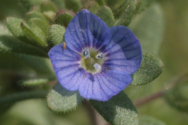 Борьба с вредителями и болезнями