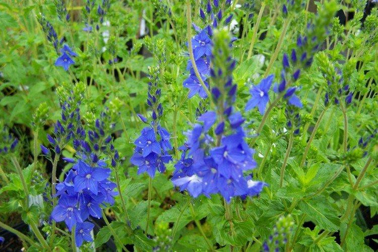 Цветок вероника – фото