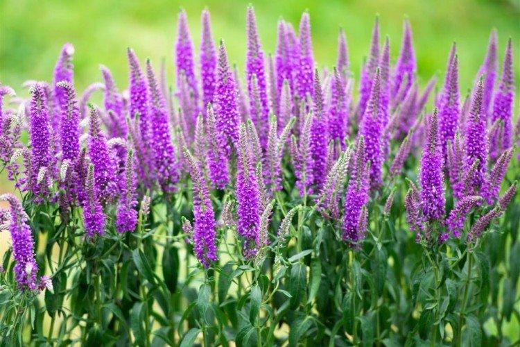 Цветок вероника – фото