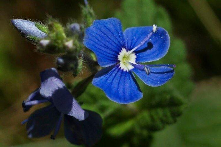 Цветок вероника – фото