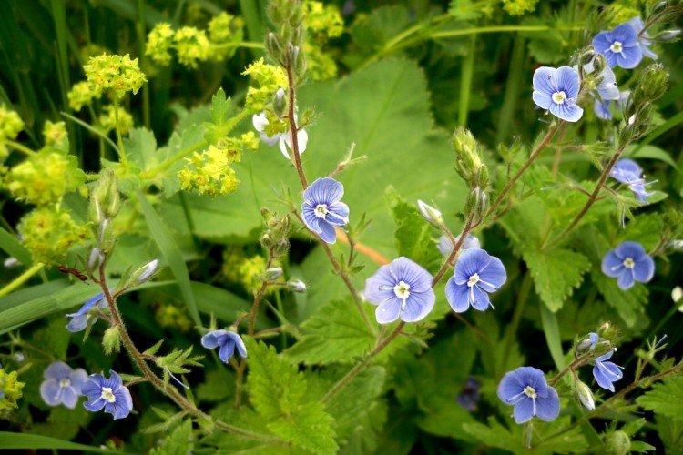 Цветок вероника – фото