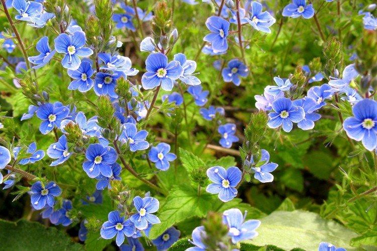 Цветок вероника – фото