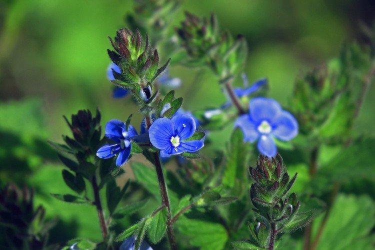 Цветок вероника – фото