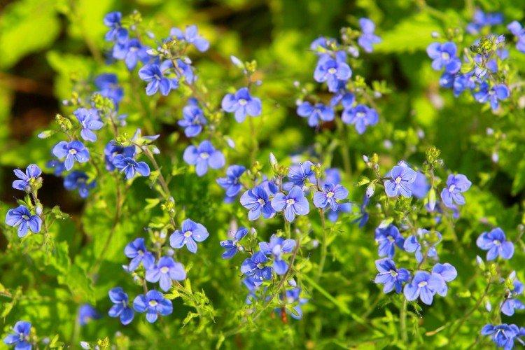 Цветок вероника – фото