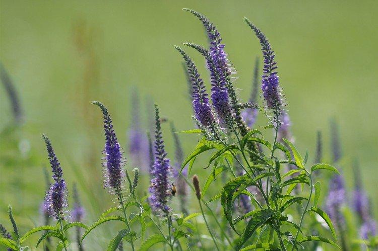 Цветок вероника – фото