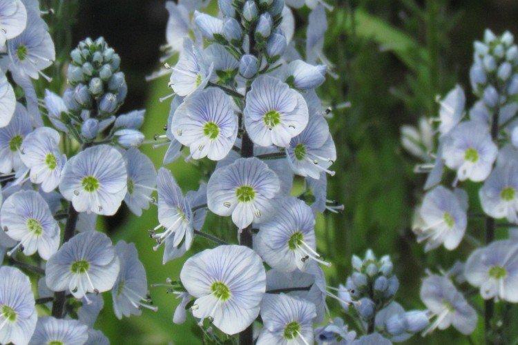 Цветок вероника – фото