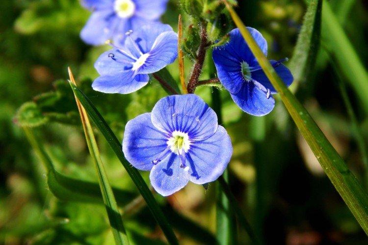 Цветок вероника – фото