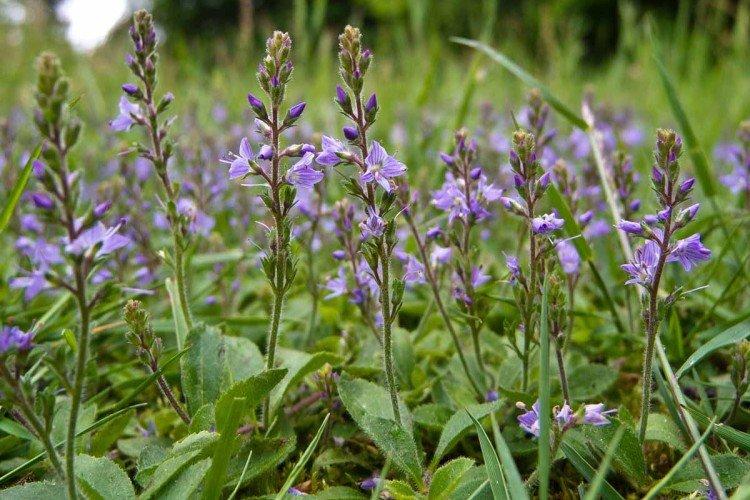 Лекарственная вероника