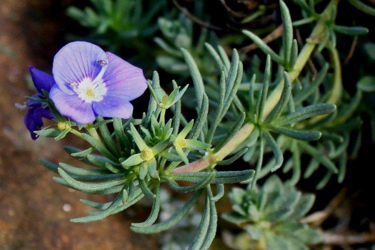 Цветок вероника – фото