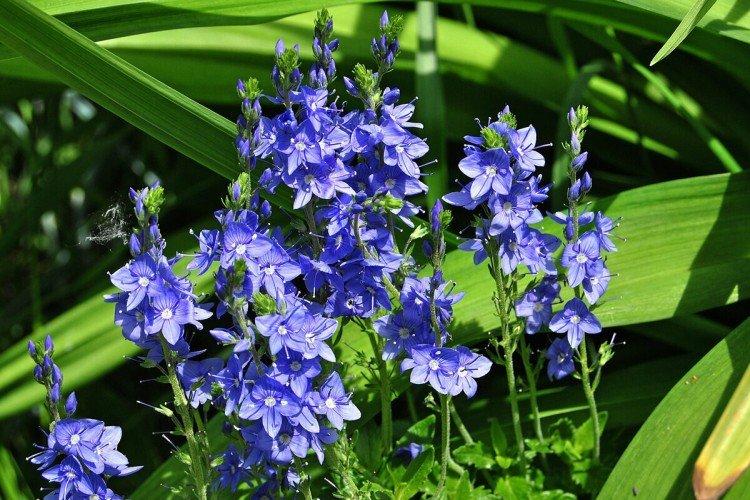 Цветок вероника – фото