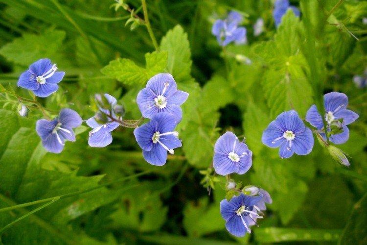 Цветок вероника – фото