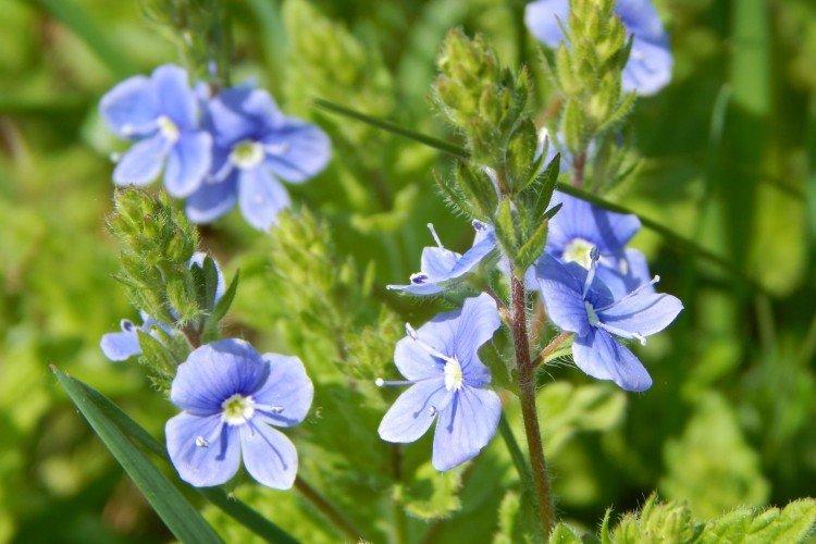 Цветок вероника – фото