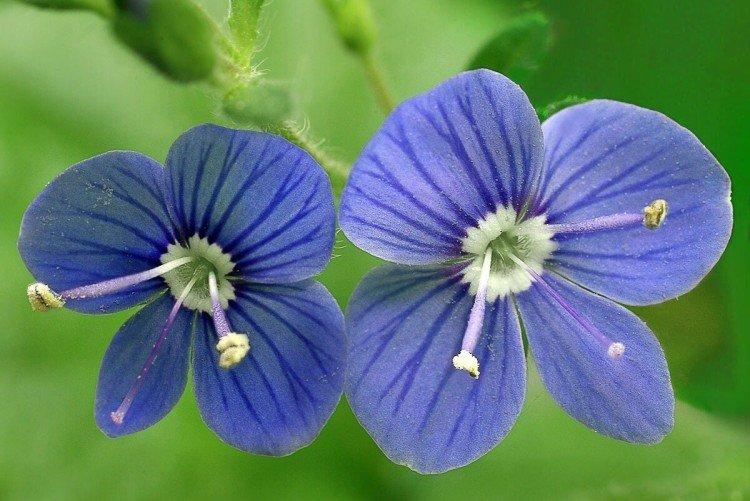 Цветок вероника – фото