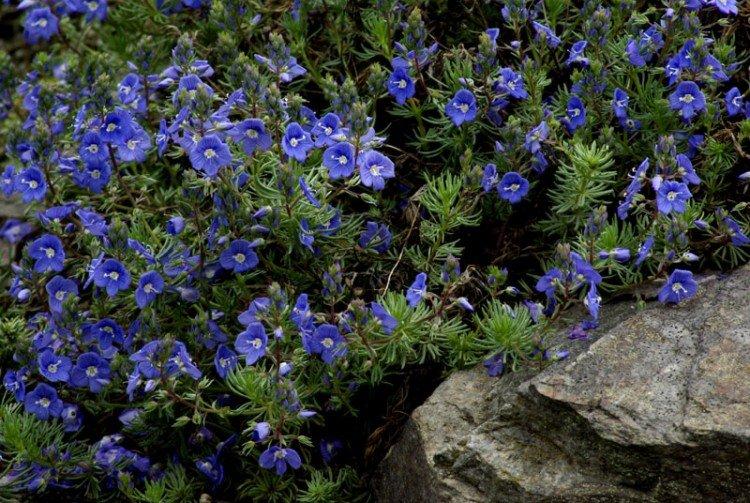 Цветок вероника – фото