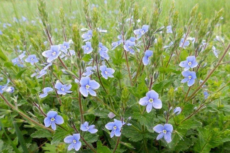 Цветок вероника – фото