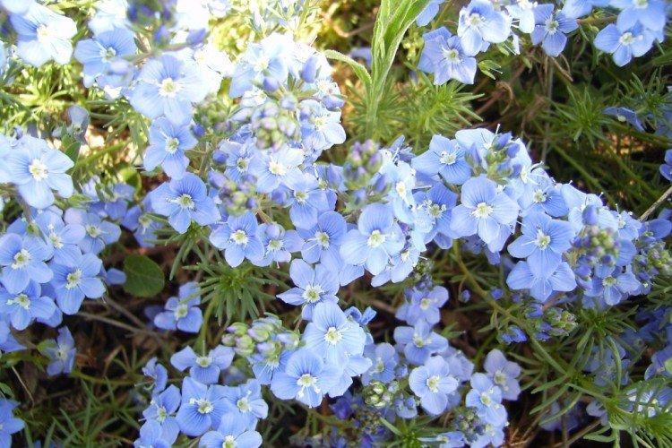 Цветок вероника – фото