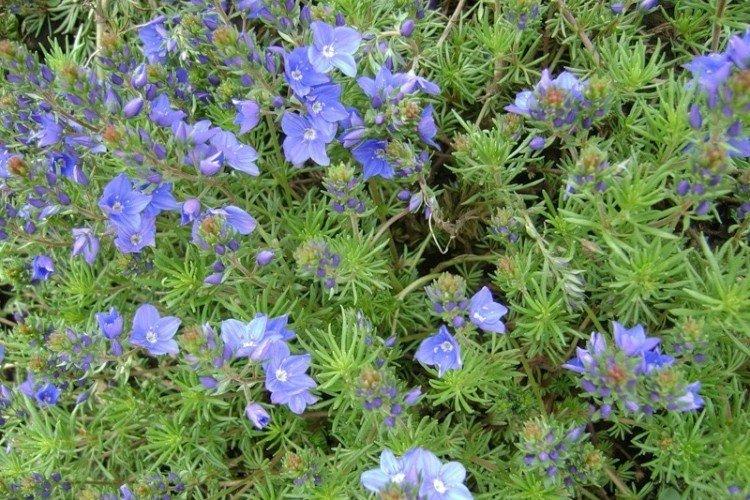 Армянская вероника